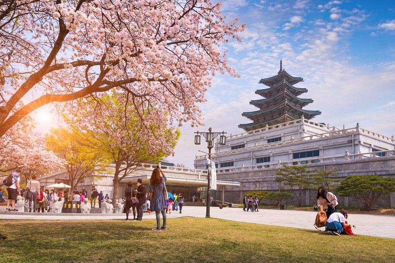 Chuyến đi Hàn Quốc mùa xuân giúp tinh thần bạn thoải mái 